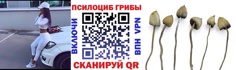 Купить  Великие Луки  Псилоцибиновые грибы ЛСД 